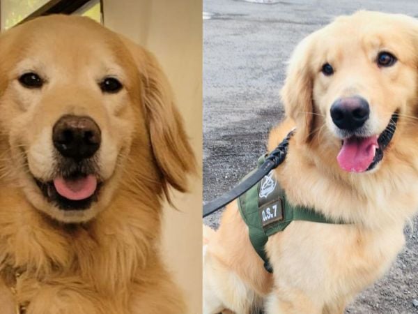Despiden a perrito de Carabineros