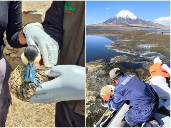 Aves murieron tras derrame de aceite de soya