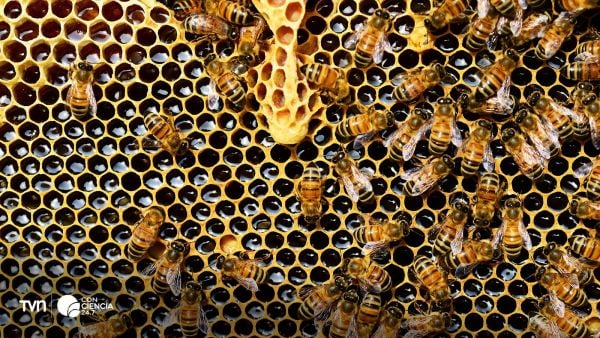 Abejas en su colmena.