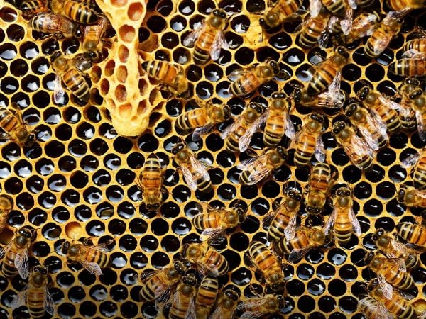 Abejas en su colmena.