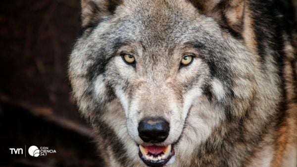 Fotografía de un lobo.
