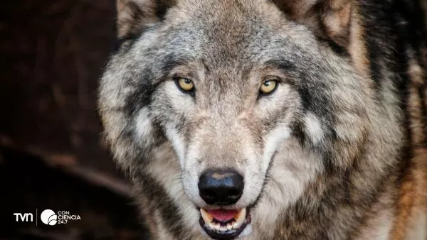 Fotografía de un lobo.