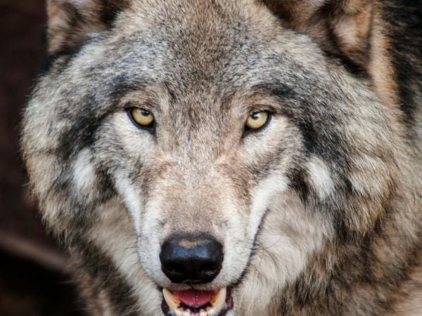 Fotografía de un lobo.