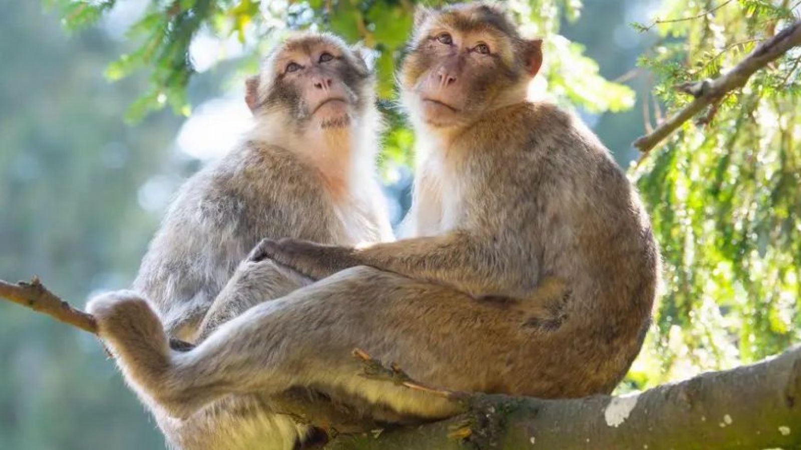 Monos desafían a la ciencia: logran seguir el ritmo de los Backstreet Boys