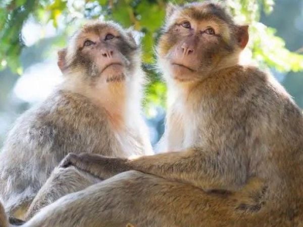 Monos desafían a la ciencia: logran seguir el ritmo de los Backstreet Boys