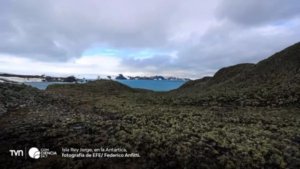 Antártica revela más de 107 mil hectáreas de vegetación nativa.