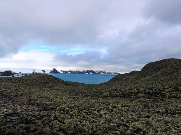 Antártica revela más de 107 mil hectáreas de vegetación nativa.