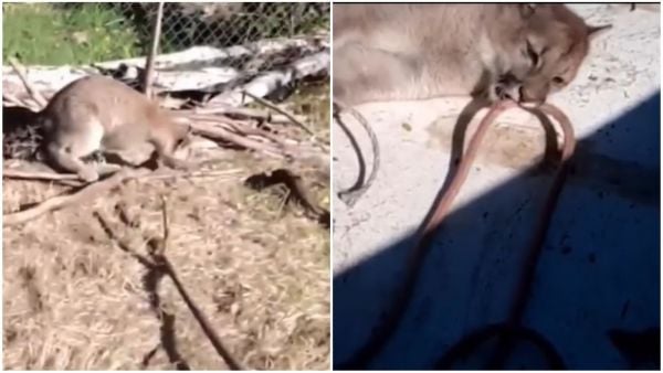 Denuncian maltrato de pumas en Cochamó