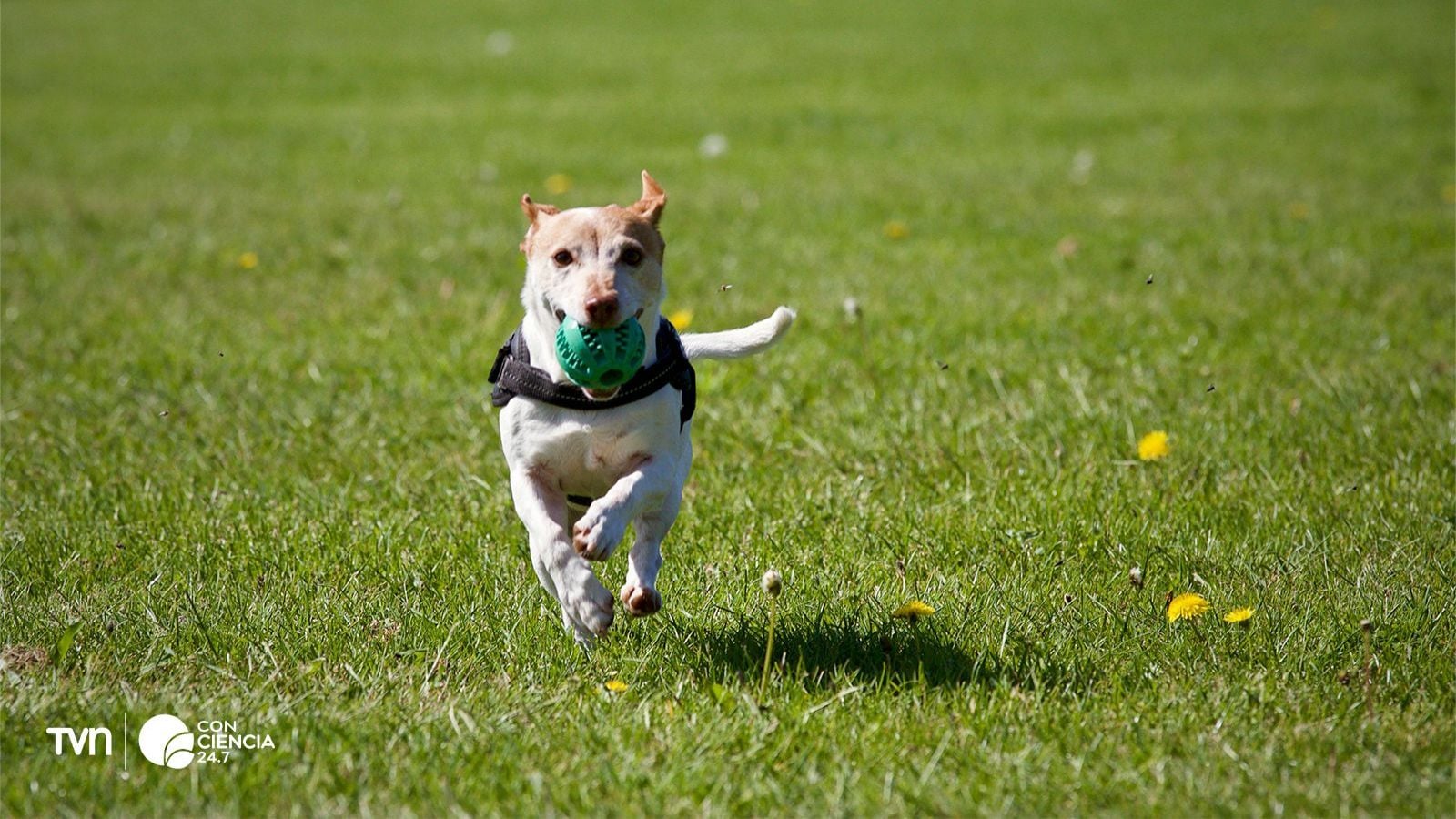 Perro en estudio que analiza el impacto del microbioma en la salud mental.