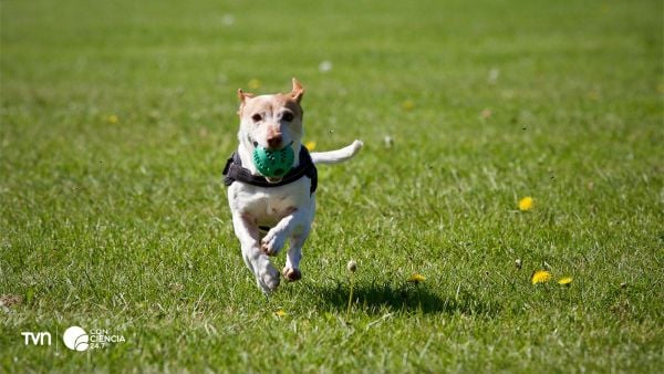 Perro en estudio que analiza el impacto del microbioma en la salud mental.