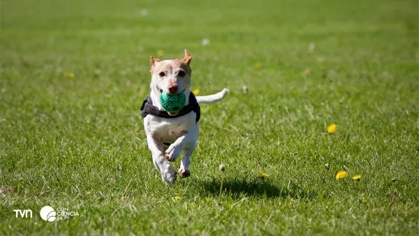 Perro en estudio que analiza el impacto del microbioma en la salud mental.