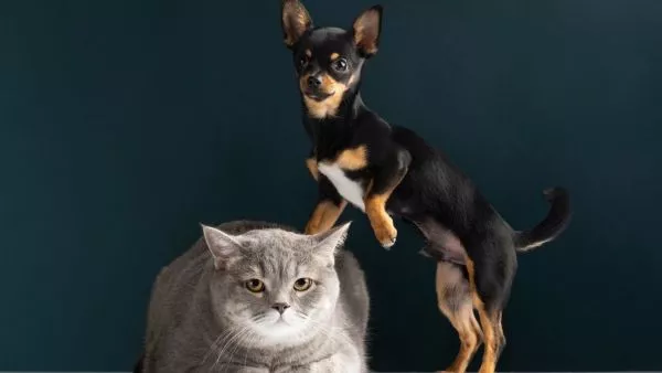 Nombres más comunes para perros y gatos