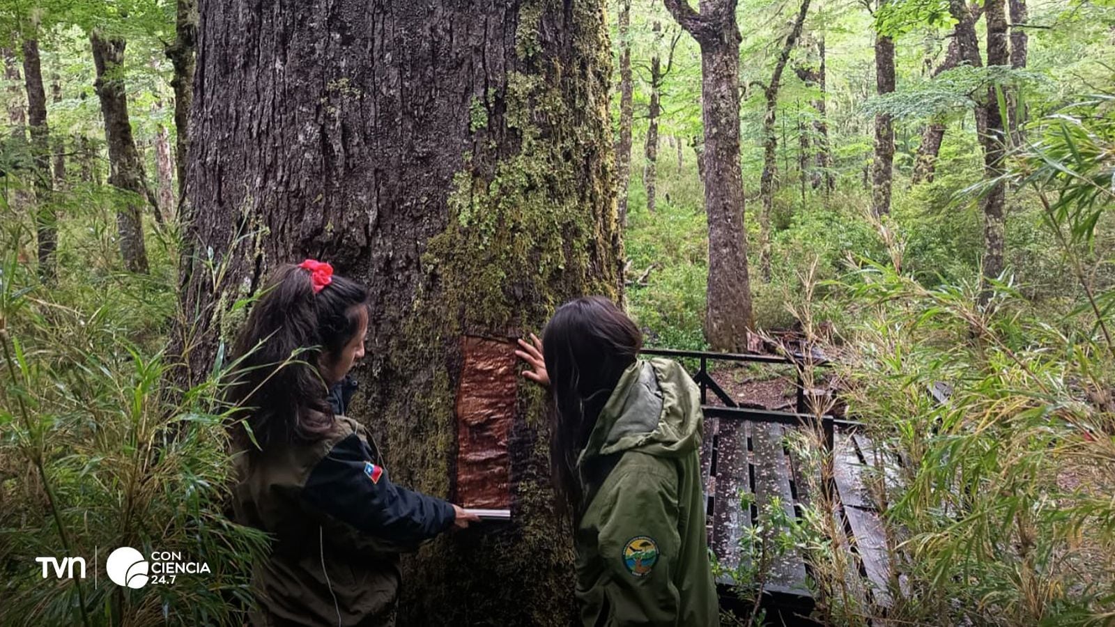 Árbol dañado de Coihue Abuelo.