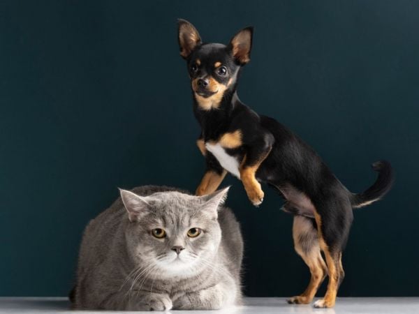 Nombres más comunes para perros y gatos