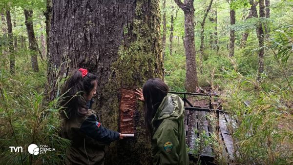 Árbol dañado de Coihue Abuelo.