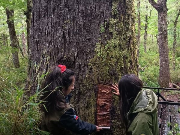 Árbol dañado de Coihue Abuelo.