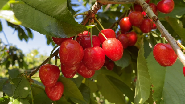 Cerezas producidas en la región de O'Higgins