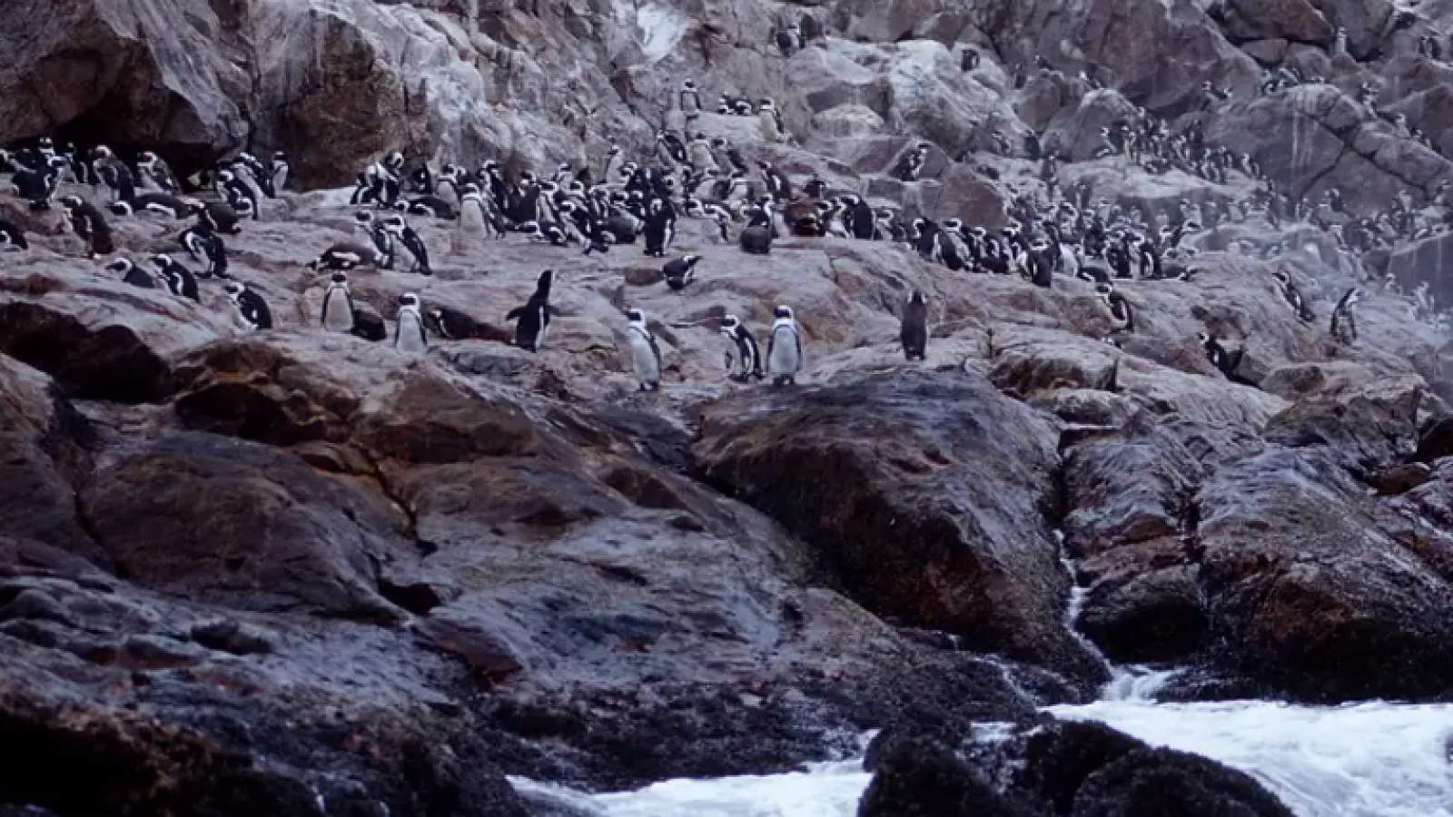 Documentan muerte masiva de pingüinos en Sudáfrica