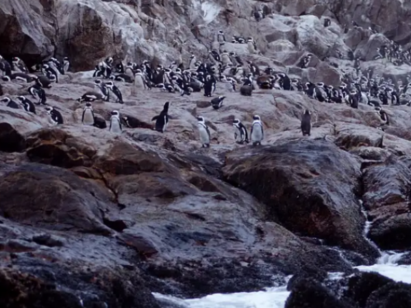 Documentan muerte masiva de pingüinos en Sudáfrica