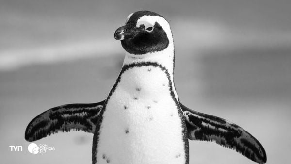 Pingüino africano en Sudáfrica.