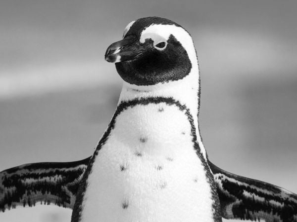 Pingüino africano en Sudáfrica.