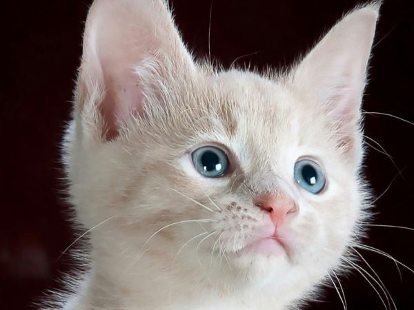 Gato doméstico maullando y mirando a su dueño al llegar a casa.