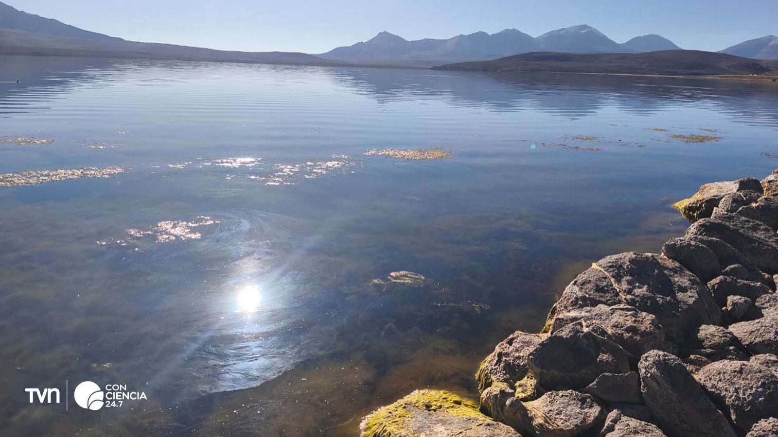 Equipos de CONAF realizando labores de limpieza en el Lago Chungará tras el derrame de aceite de soya.
