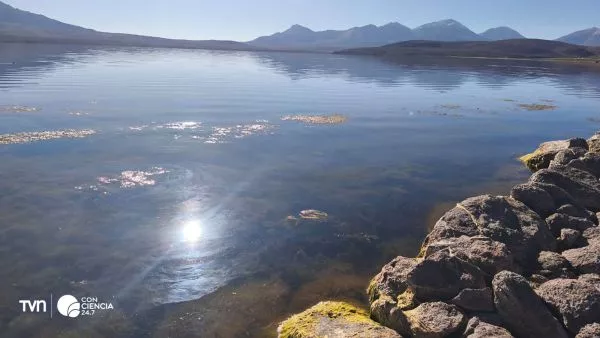 Equipos de CONAF realizando labores de limpieza en el Lago Chungará tras el derrame de aceite de soya.