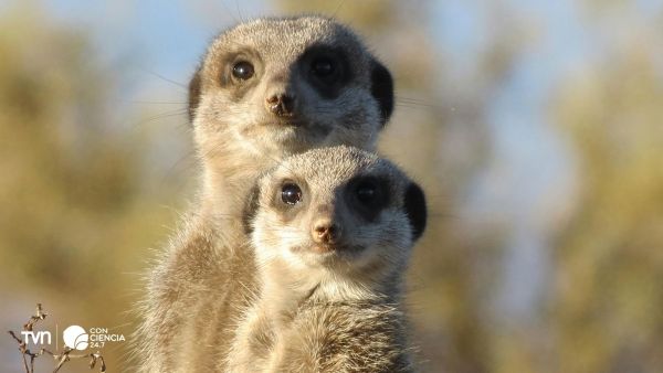 Los humanos presentan niveles de monogamia cercanos a las suricatas.