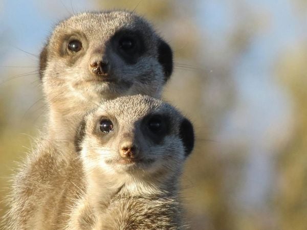 Los humanos presentan niveles de monogamia cercanos a las suricatas.