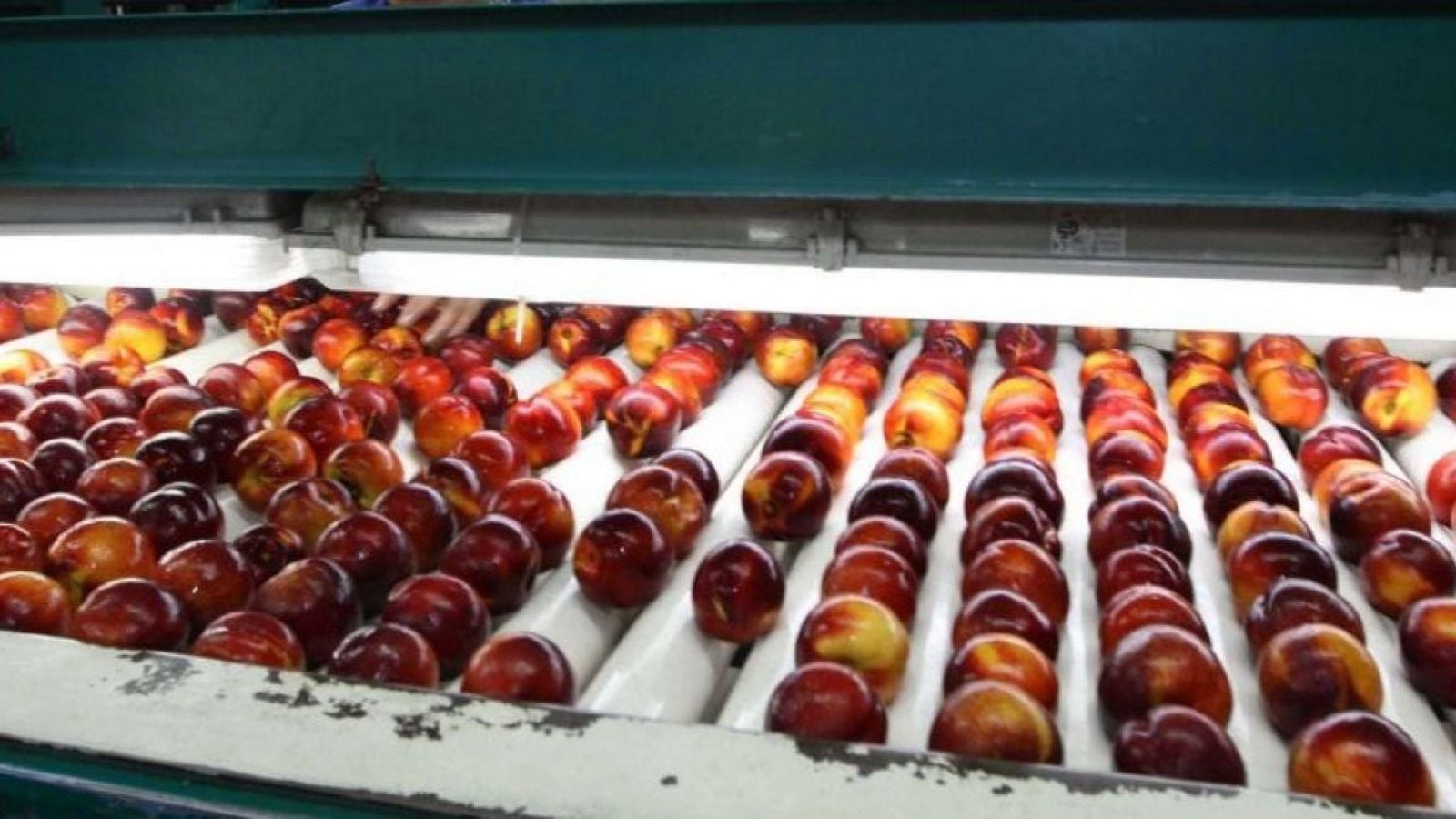 Frutas en producción