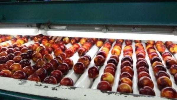 Frutas en producción