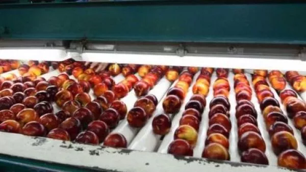 Frutas en producción