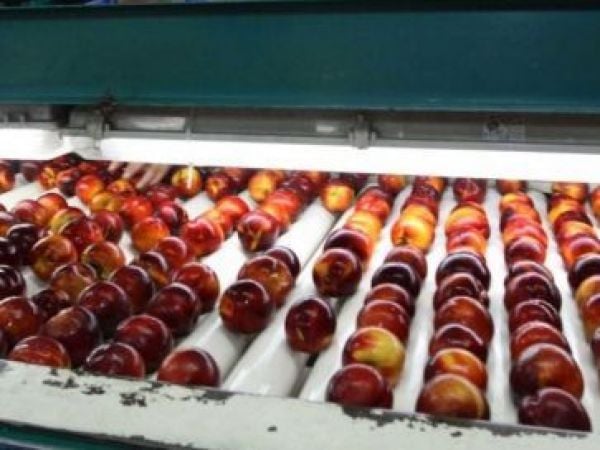 Frutas en producción