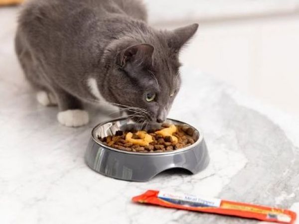 Gatito comiendo churu