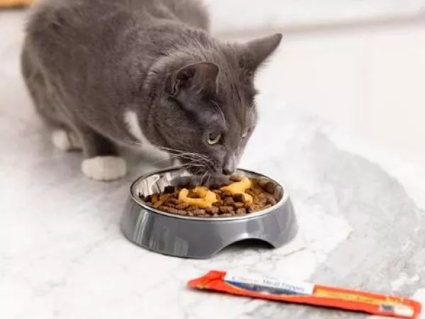 Gatito comiendo churu