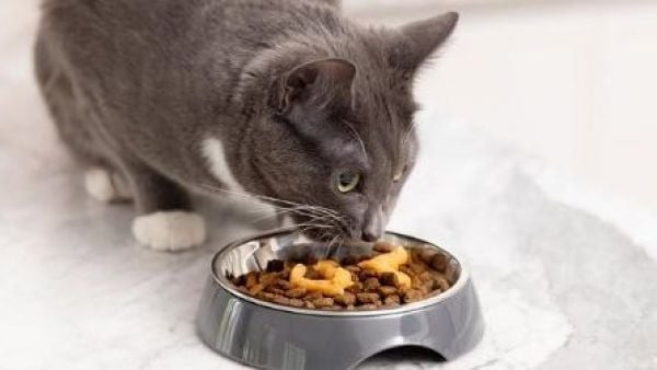 Gatito comiendo churu