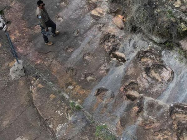 Huellas fósiles de dinosaurios terópodos en el Parque Nacional Toro Toro, Bolivia.