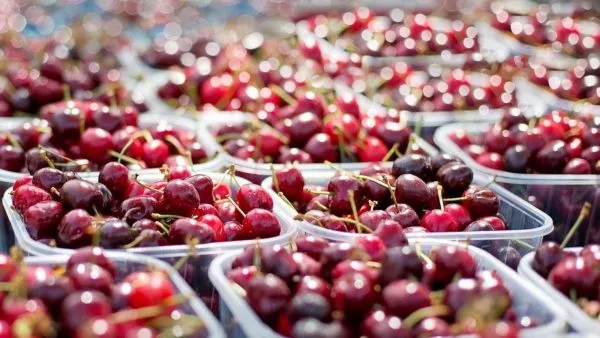 Estudio sobre mercado laboral en O'Higgins