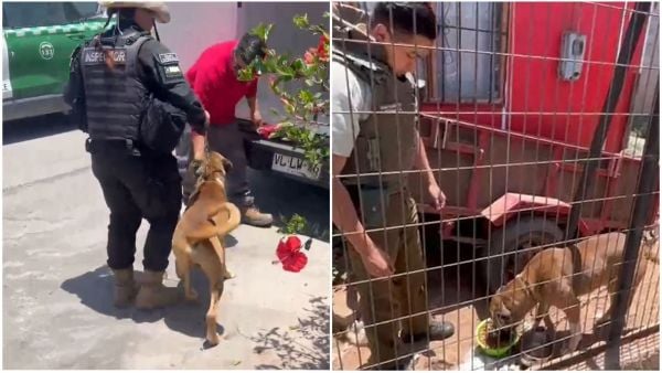 Emotivo rescate de perro en La Serena