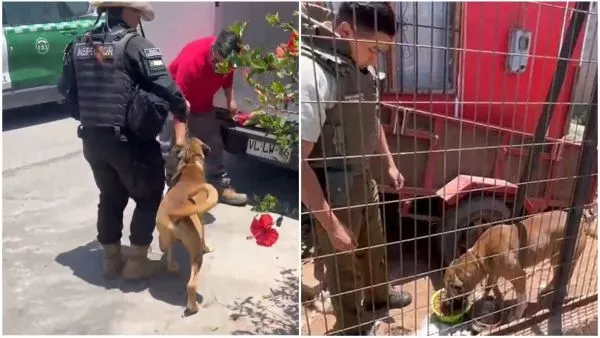 Emotivo rescate de perro en La Serena