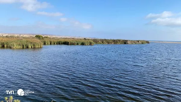 Humedal Urbano Desembocadura del Río Huasco.