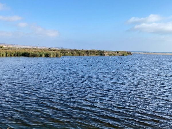 Humedal Urbano Desembocadura del Río Huasco.