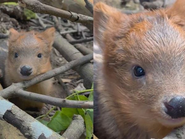 Pudú en Villarrica