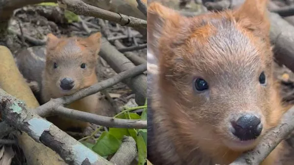 Pudú en Villarrica