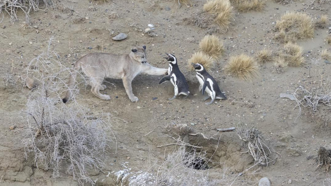 Pumas en la Patagonia