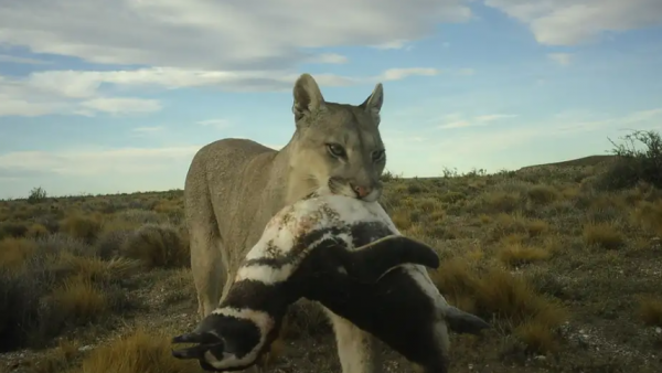 Los pumas están empezando a cazar pingüinos en la Patagonia