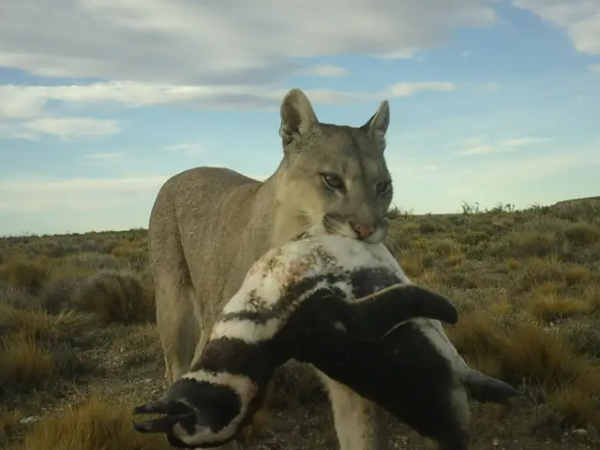 Los pumas están empezando a cazar pingüinos en la Patagonia