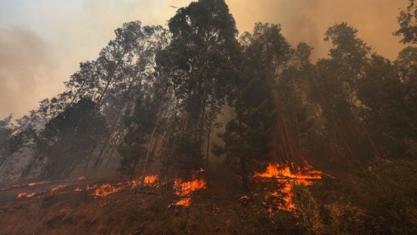 Incendio forestal en Zapallar