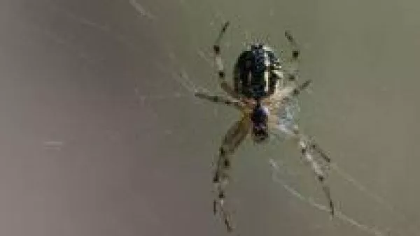 picada araña de rincon